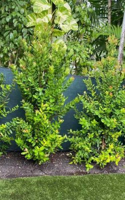 The best landscaping service in homestead, FL (12)