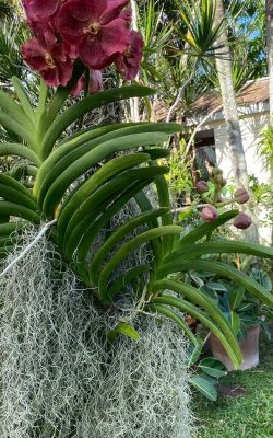 The best landscaping service in homestead, FL (17)