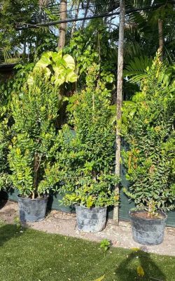 The best landscaping service in homestead, FL (9)